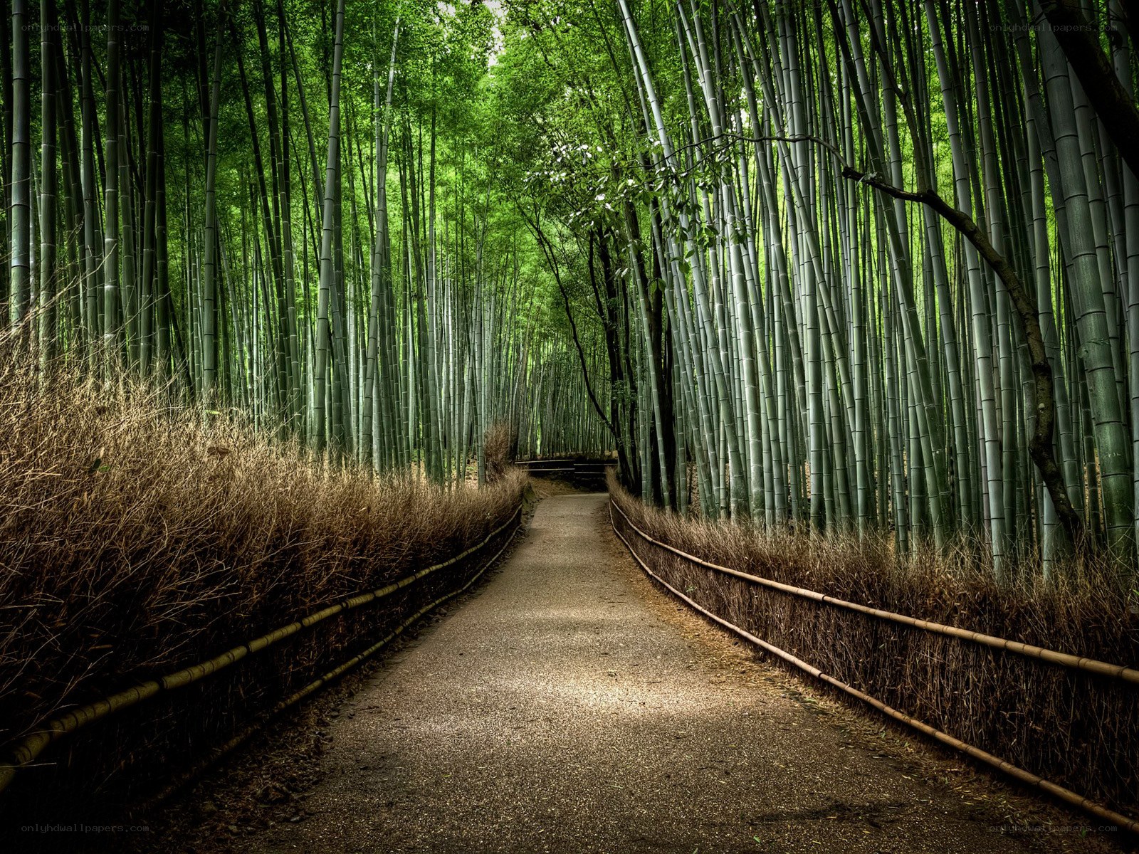 Bamboo forest path