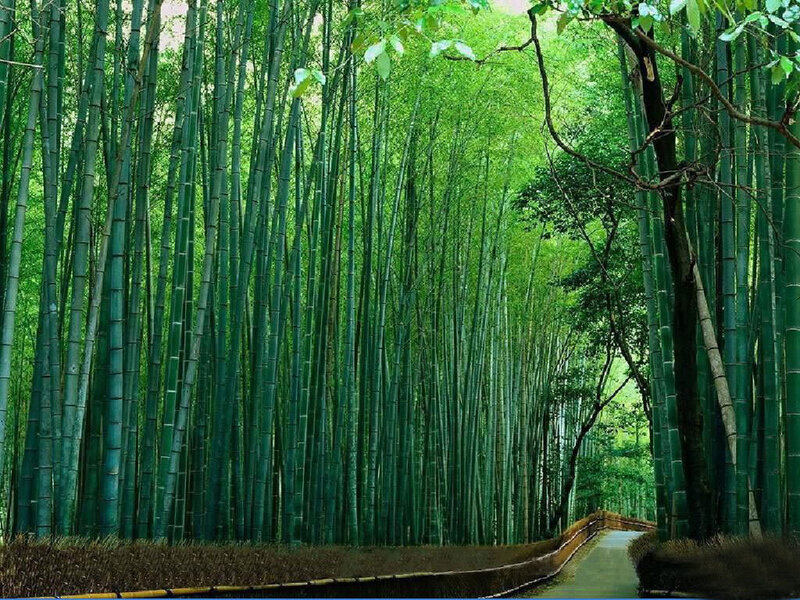 Bamboo forest path