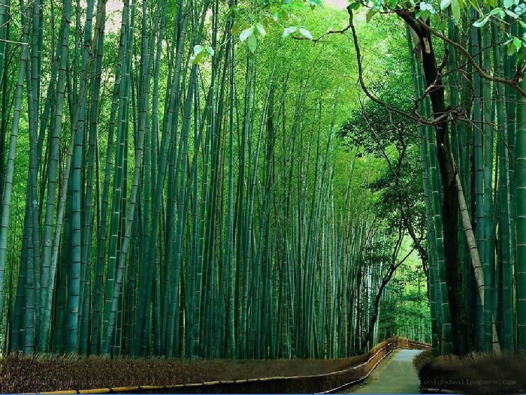 Bamboo forest path