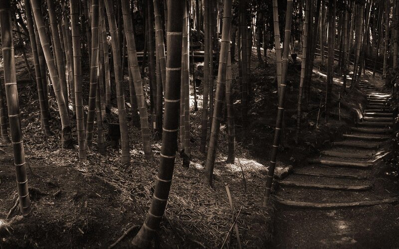 Bamboo forest path