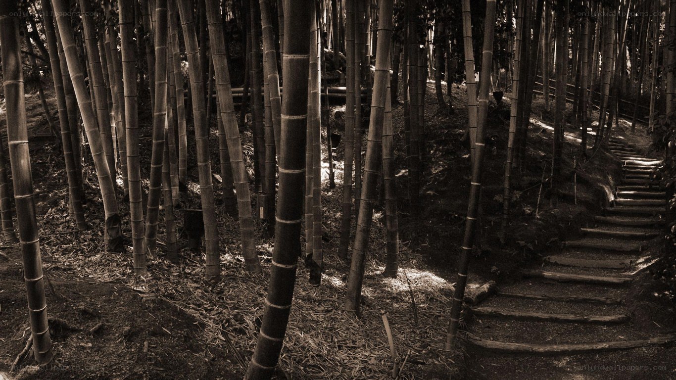 Bamboo forest path