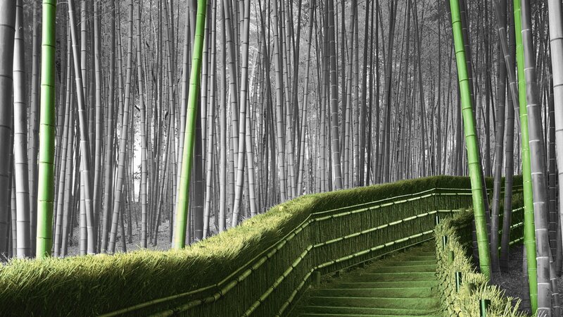 Bamboo forest path