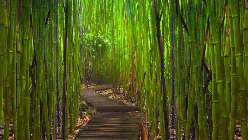 Bamboo forest path