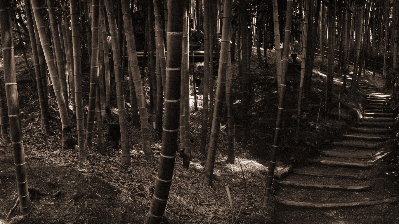 Bamboo forest path