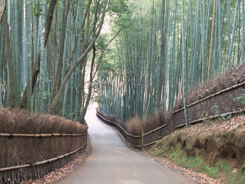 Bamboo forest path