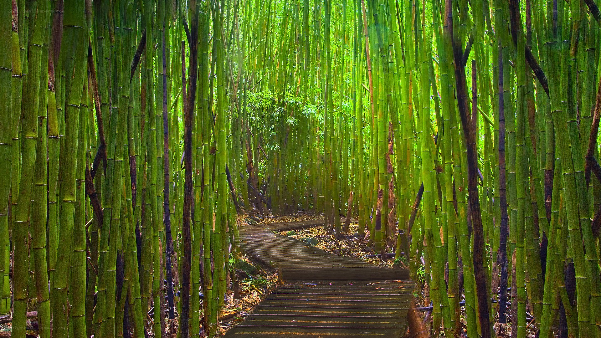 Bamboo forest path