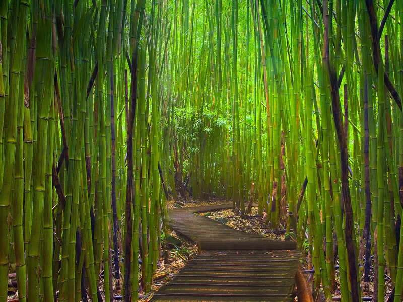 Bamboo forest path