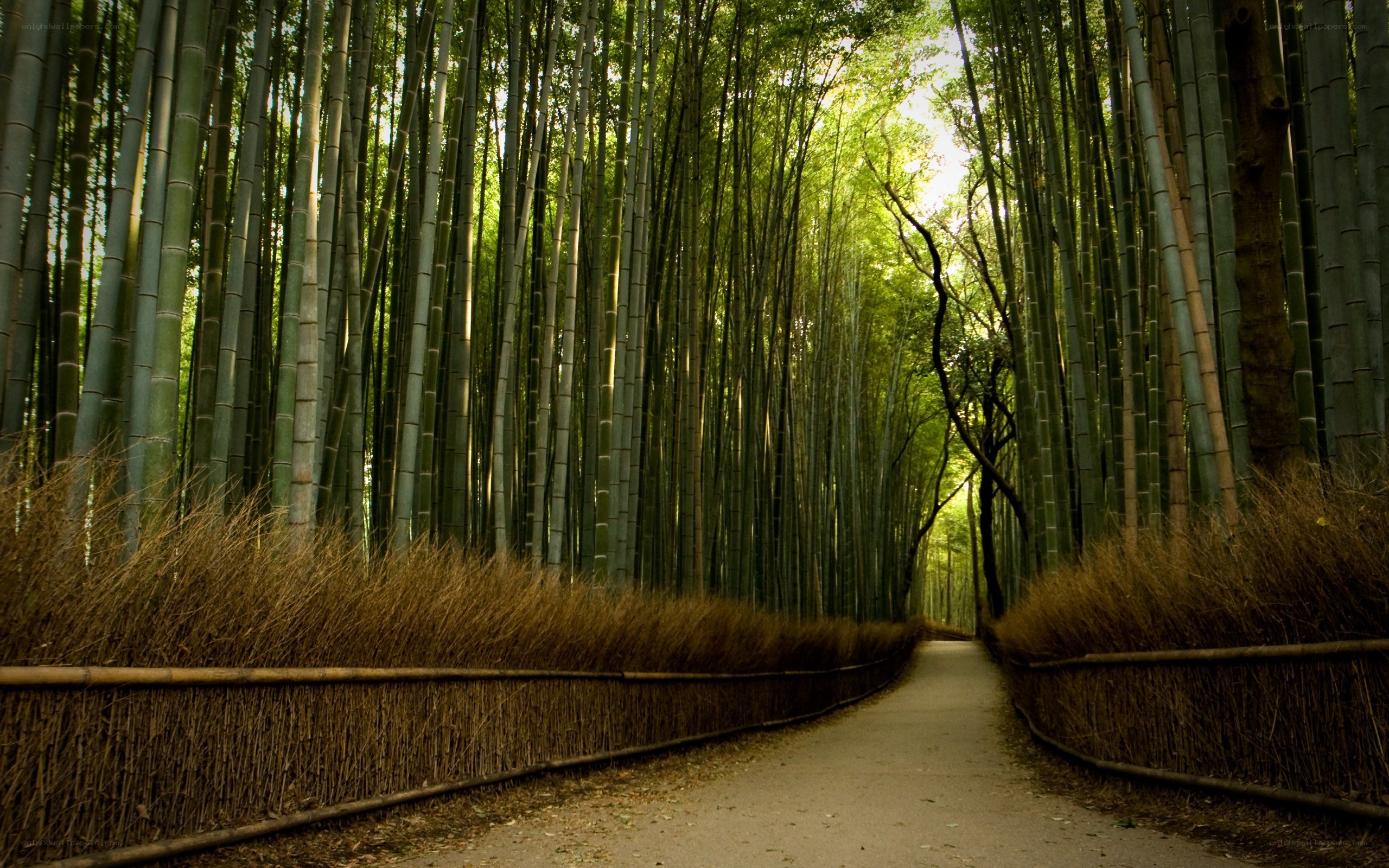 Bamboo forest path