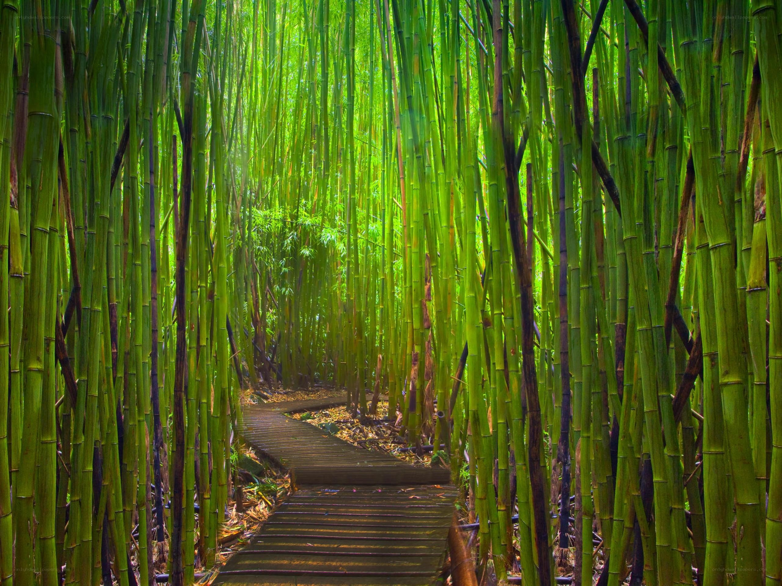 Bamboo forest path