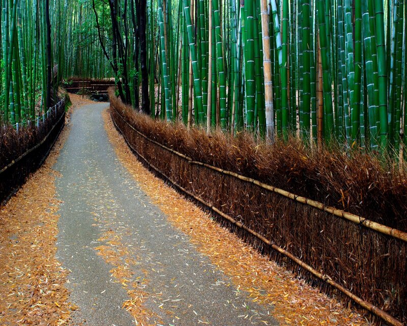 Bamboo forest path