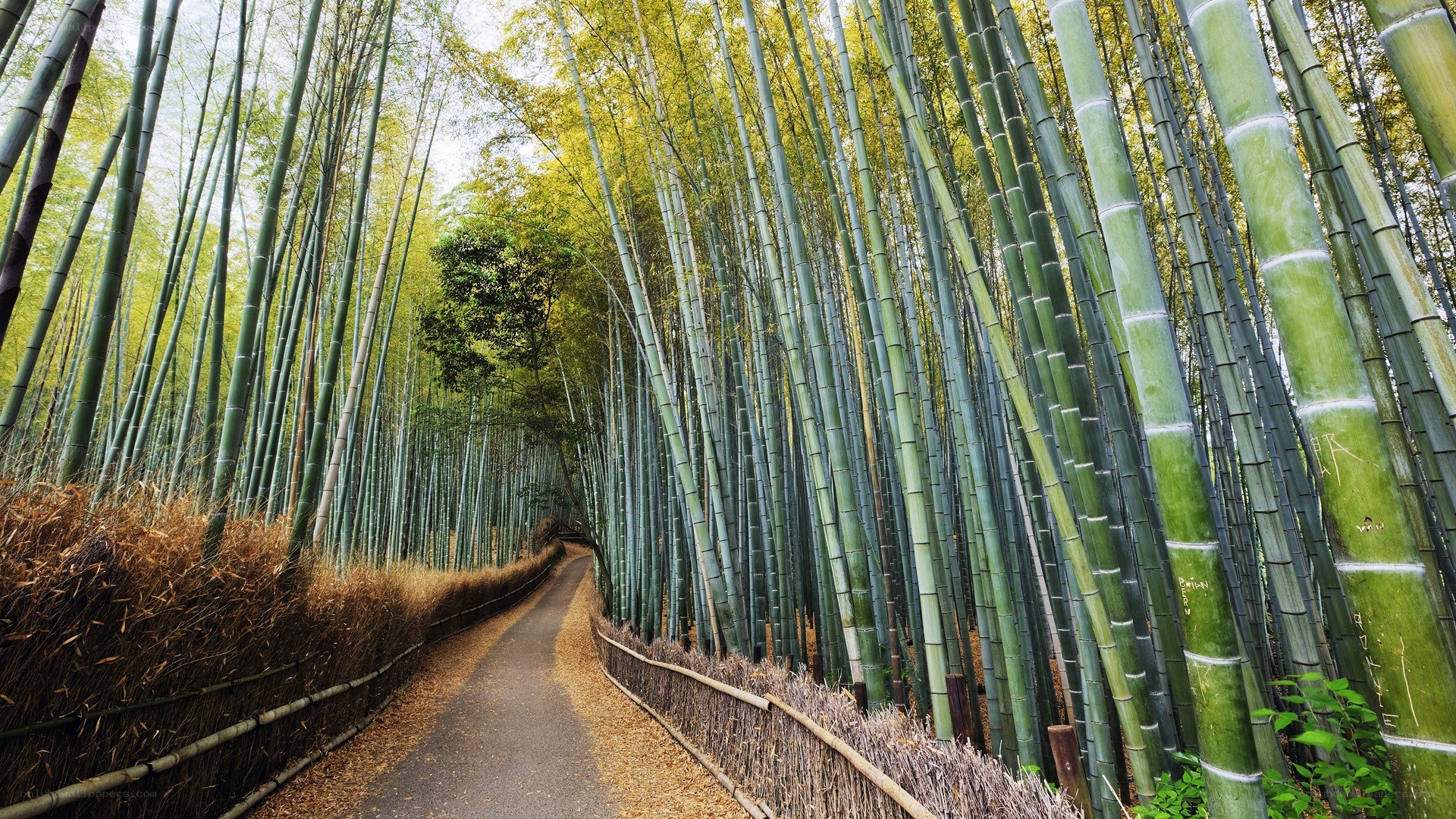 Bamboo forest path