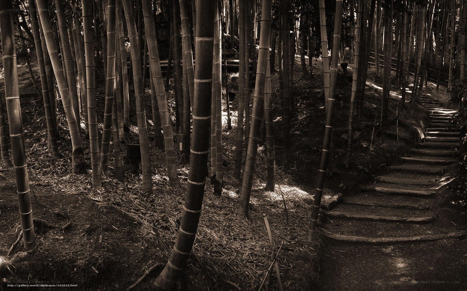 Bamboo forest path