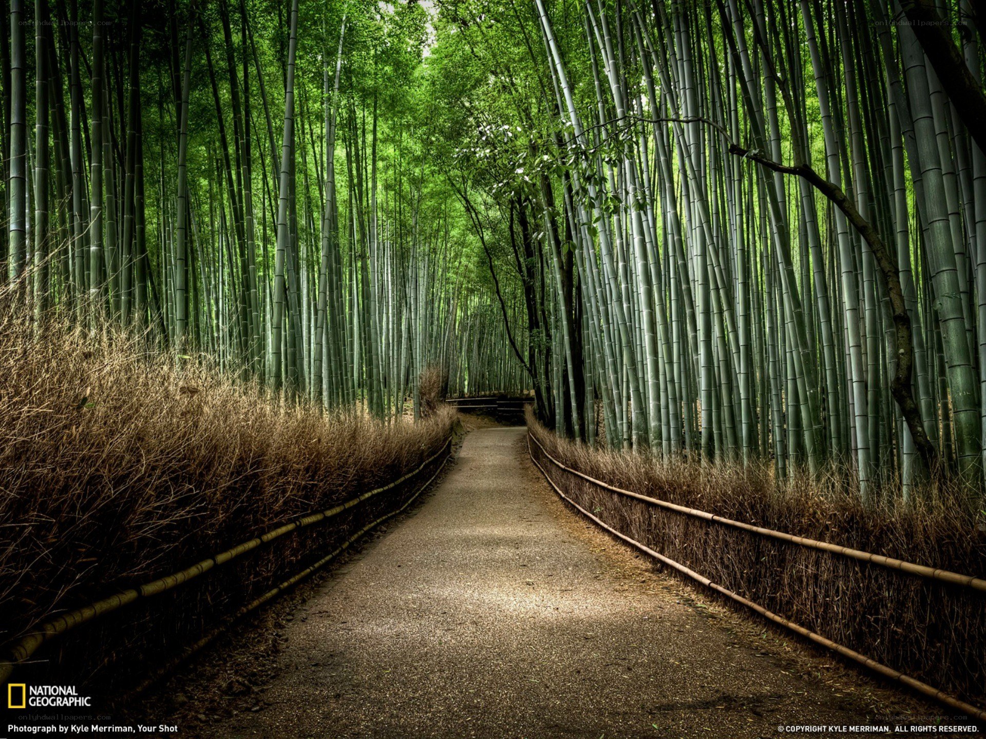 Bamboo forest path
