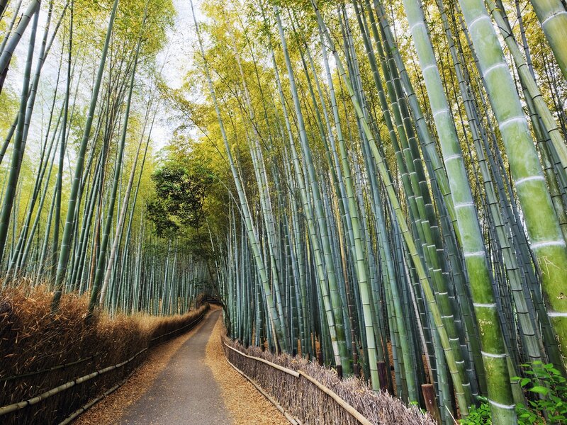 Bamboo forest path