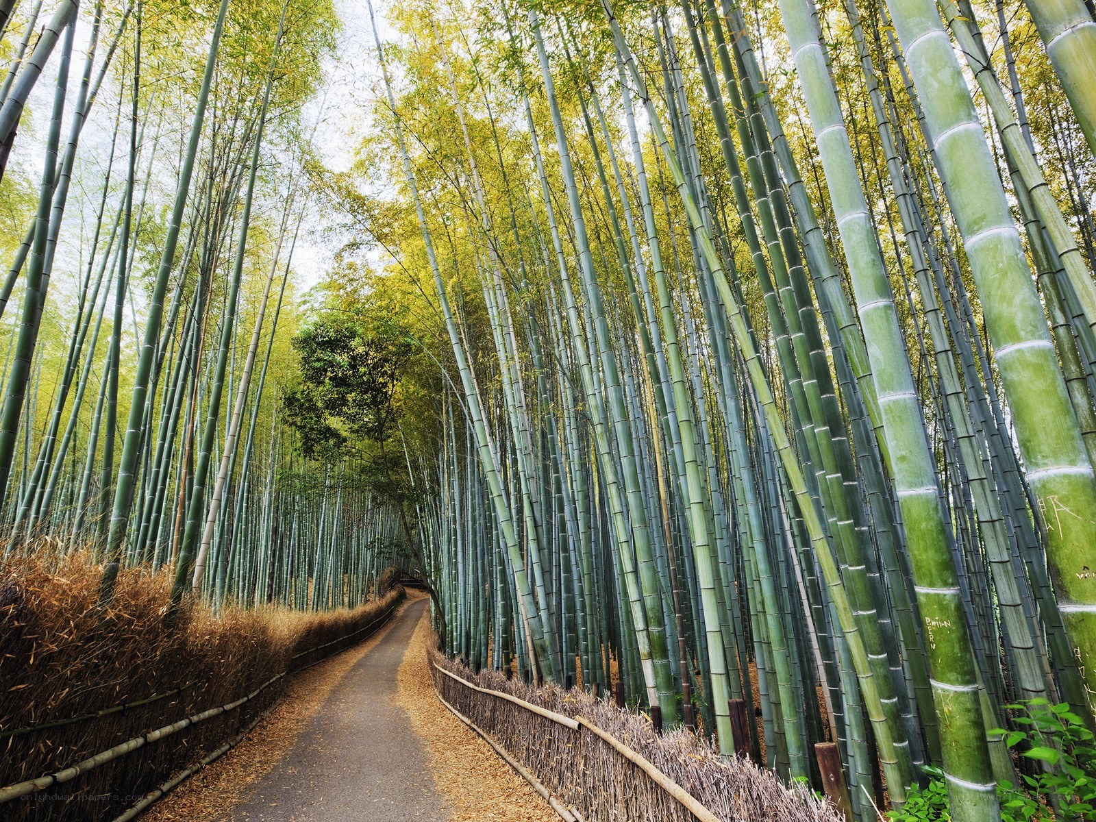 Bamboo forest path