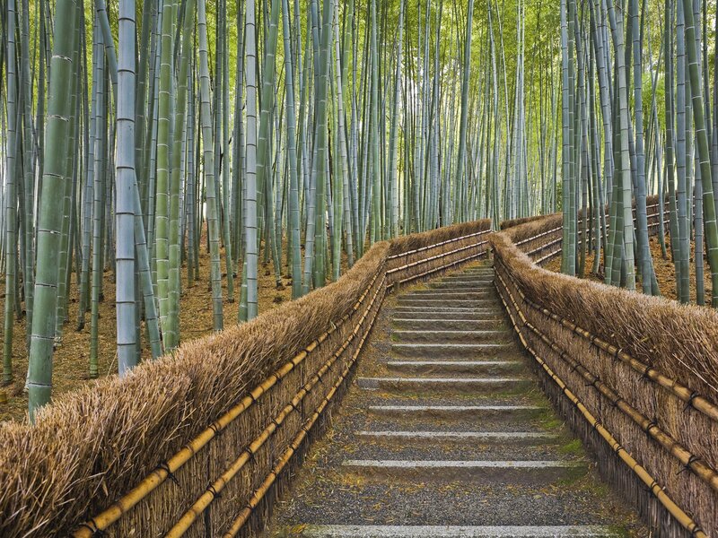 Bamboo forest path