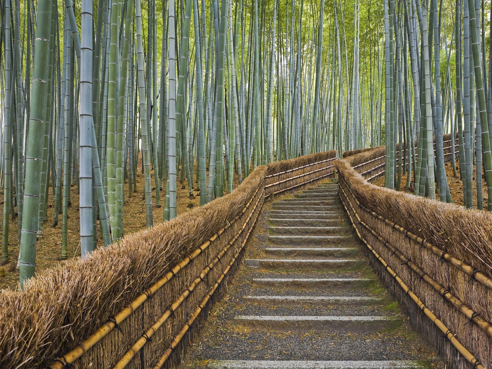 Bamboo forest path