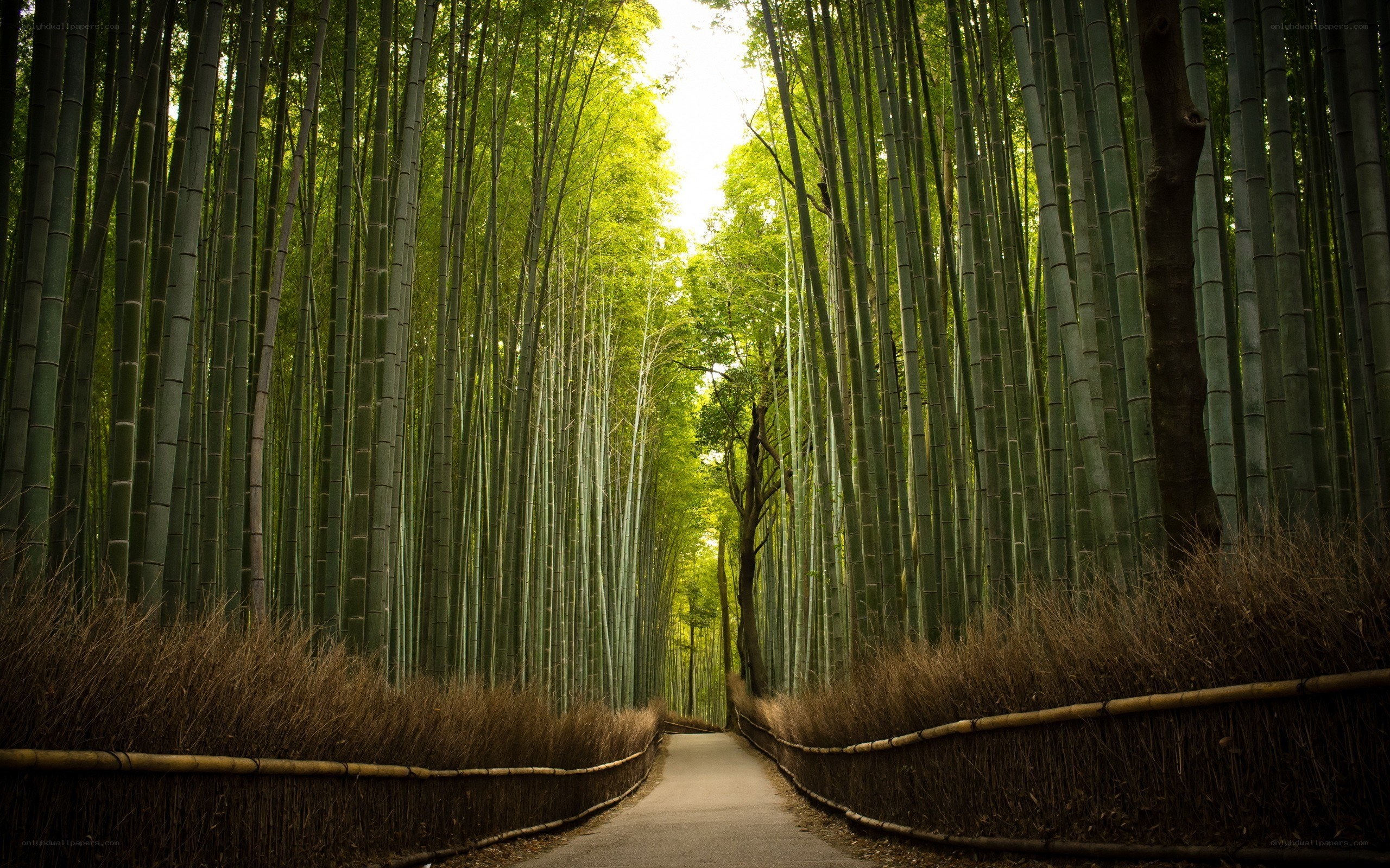 Bamboo forest path