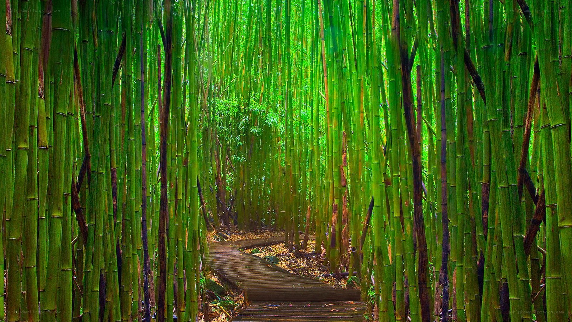 Bamboo forest path