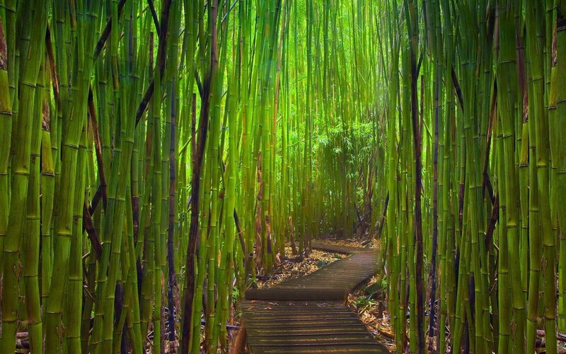 Bamboo forest path