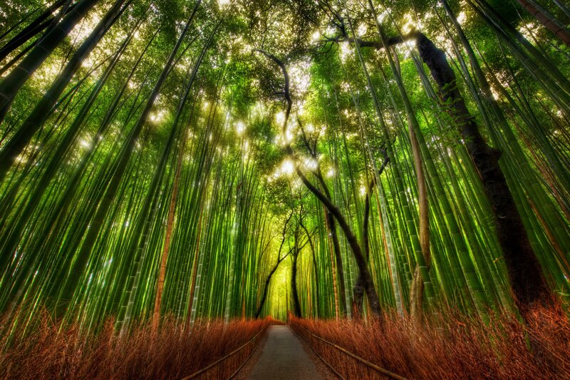 Bamboo forest path