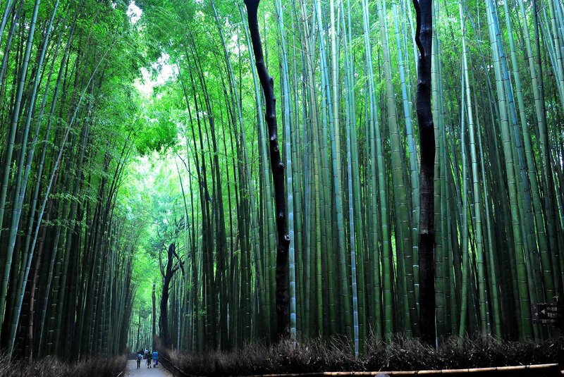 Bamboo forest path