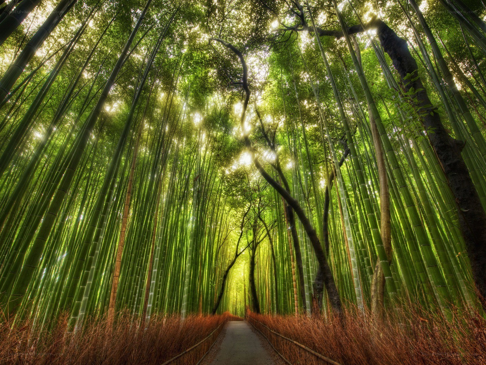 Bamboo forest path