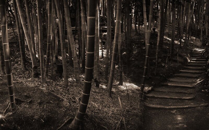Bamboo forest path