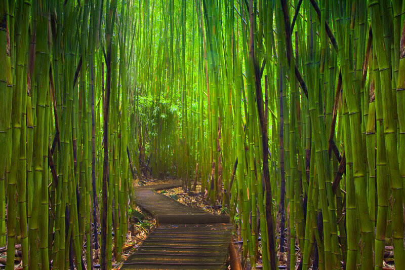 Bamboo forest path