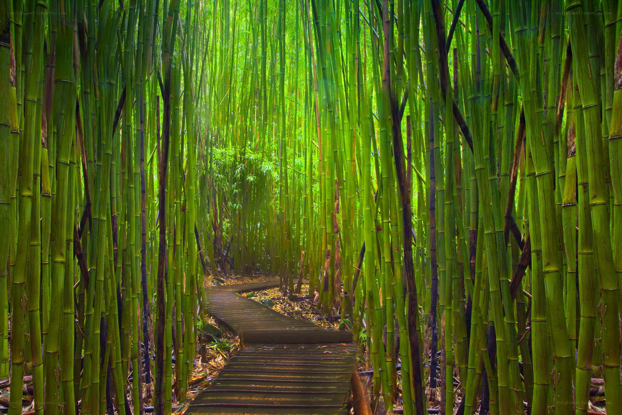 Bamboo forest path