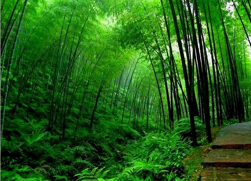 Bamboo forest path