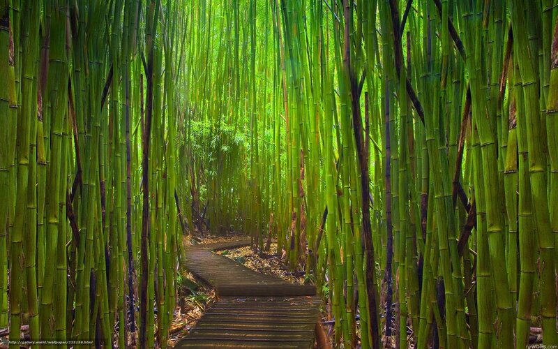 Bamboo forest path
