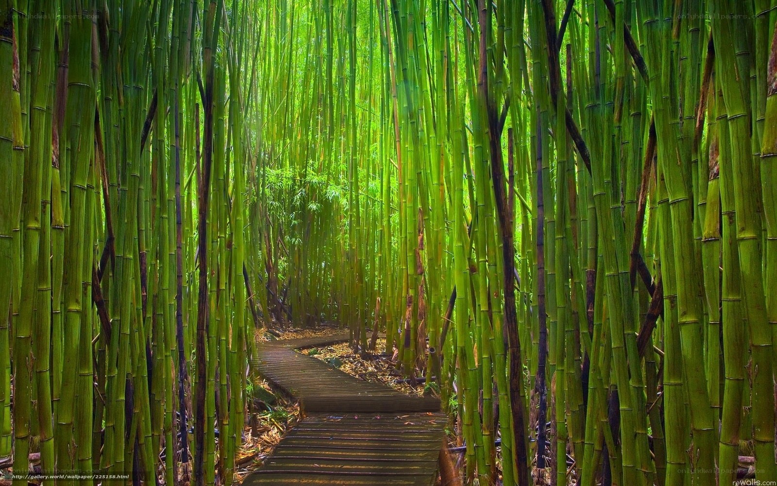 Bamboo forest path