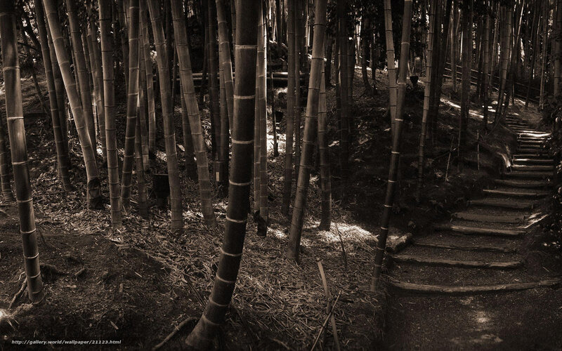 Bamboo Forest Path — Black