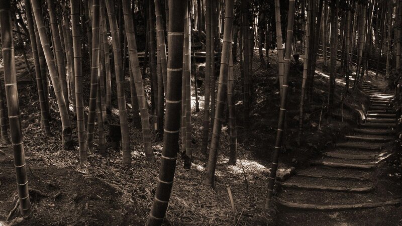 Bamboo Forest Path — Brown, Serene, Afternoon, Photograph, Trees, Stairs