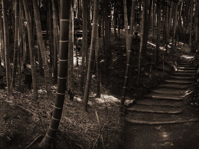 Bamboo Forest Path — Brown, Serene, Afternoon