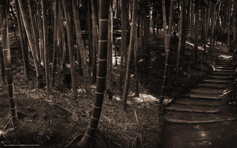 Bamboo Forest Path — Brown