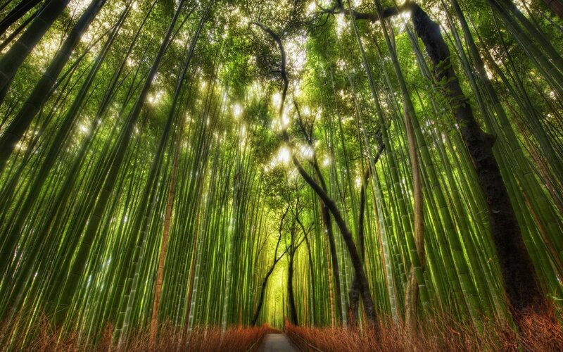 Bamboo Forest Path — Green, Morning