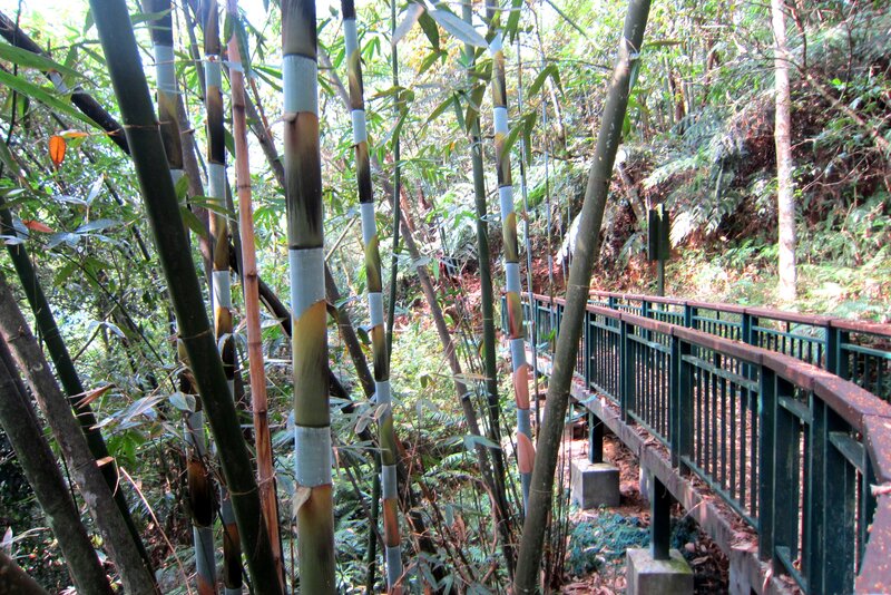 Bamboo Forest Path — Green, Natural
