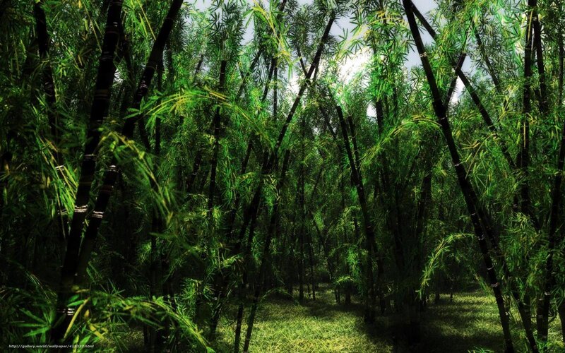 Bamboo Forest Path — Green, Serene, Afternoon, Digital Art, Trees