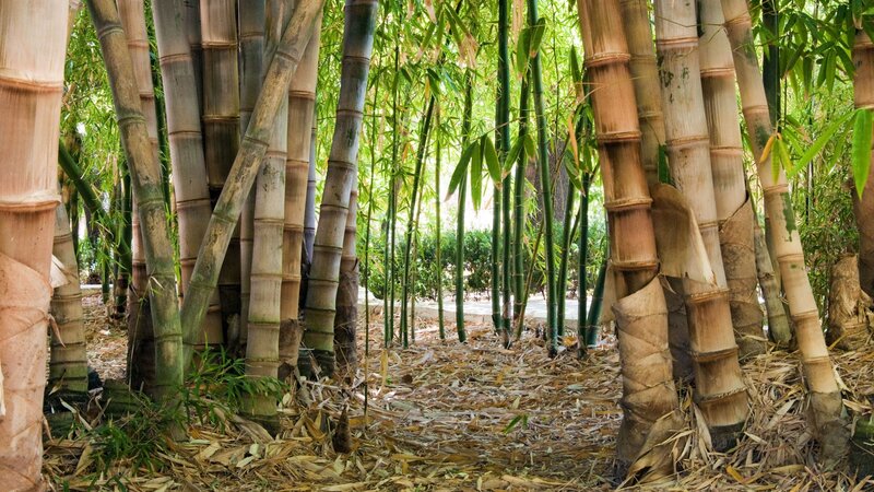 Bamboo Forest Path — Green, Serene, Afternoon, Photograph, Bamboo Stalks, Fallen Leaves