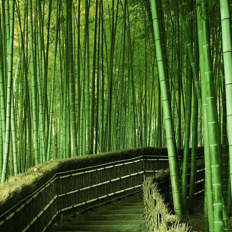 Bamboo Forest Path — Green, Serene, Afternoon, Photograph, Fence, Stairs, Brown