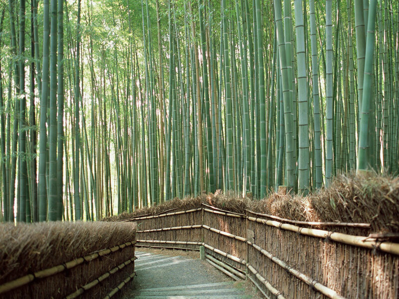 Bamboo Forest Path — Green, Serene, Afternoon, Photograph, Fence, Trees, Brown