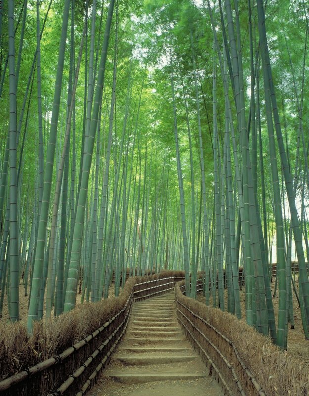 Bamboo Forest Path — Green, Serene, Afternoon, Photograph, Stairs, Fencing