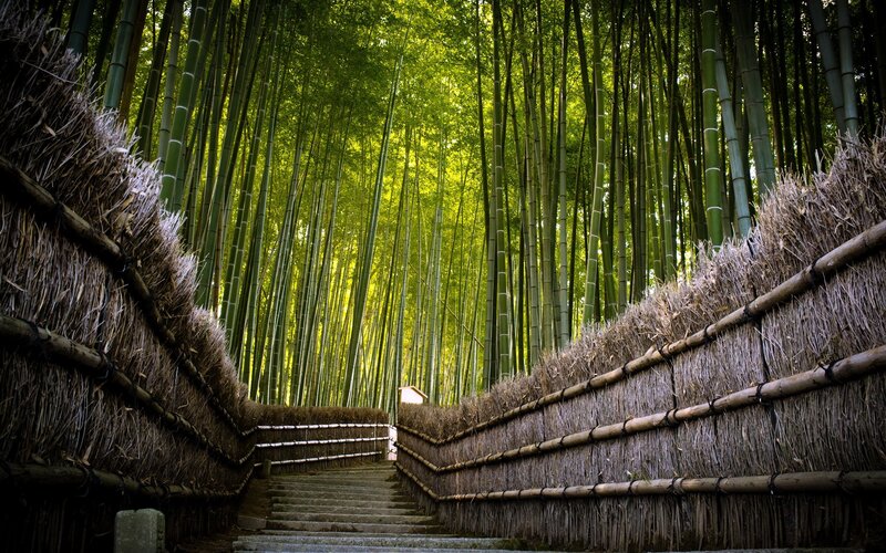 Bamboo Forest Path — Green, Serene, Afternoon, Photograph, Stairs, Thatched Walls, Trees, Brown