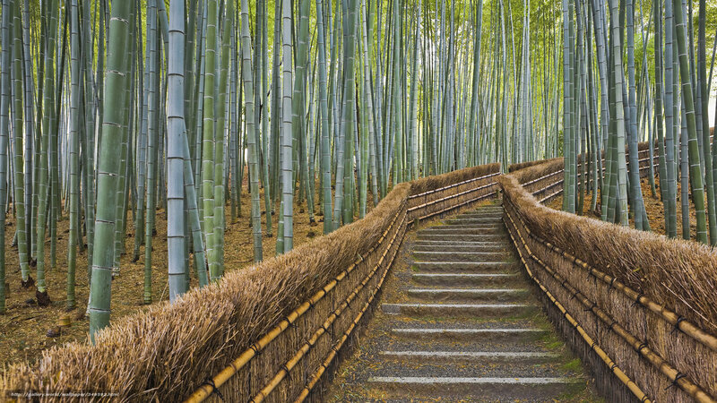 Bamboo Forest Path — Green, Serene, Afternoon, Photograph, Stairs, Thatched Walls, Trees