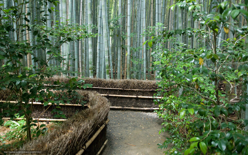 Bamboo Forest Path — Green, Serene, Afternoon, Photograph, Thatched Wall