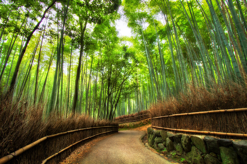 Bamboo Forest Path — Green, Serene, Afternoon, Photograph