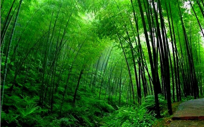 Bamboo Forest Path — Green, Serene, Afternoon, Photograph, Trees, Foliage