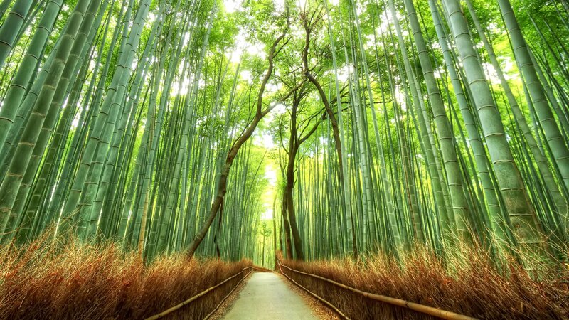 Bamboo Forest Path — Green, Serene, Afternoon, Photograph, Trees, Grass